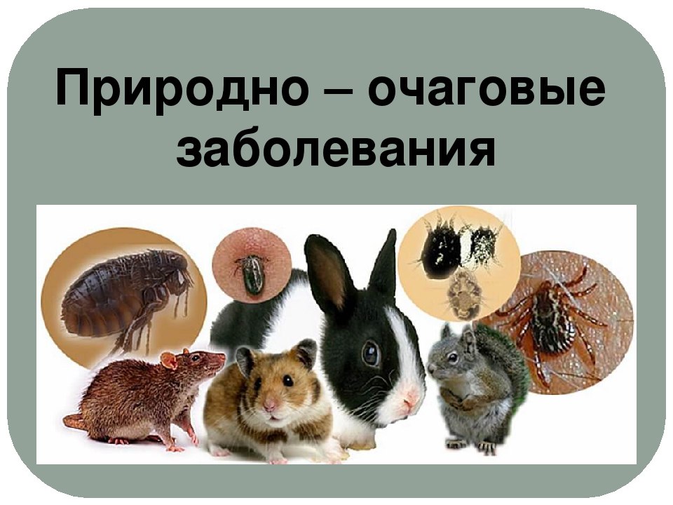 О природно-очаговых зоонозных инфекциях.