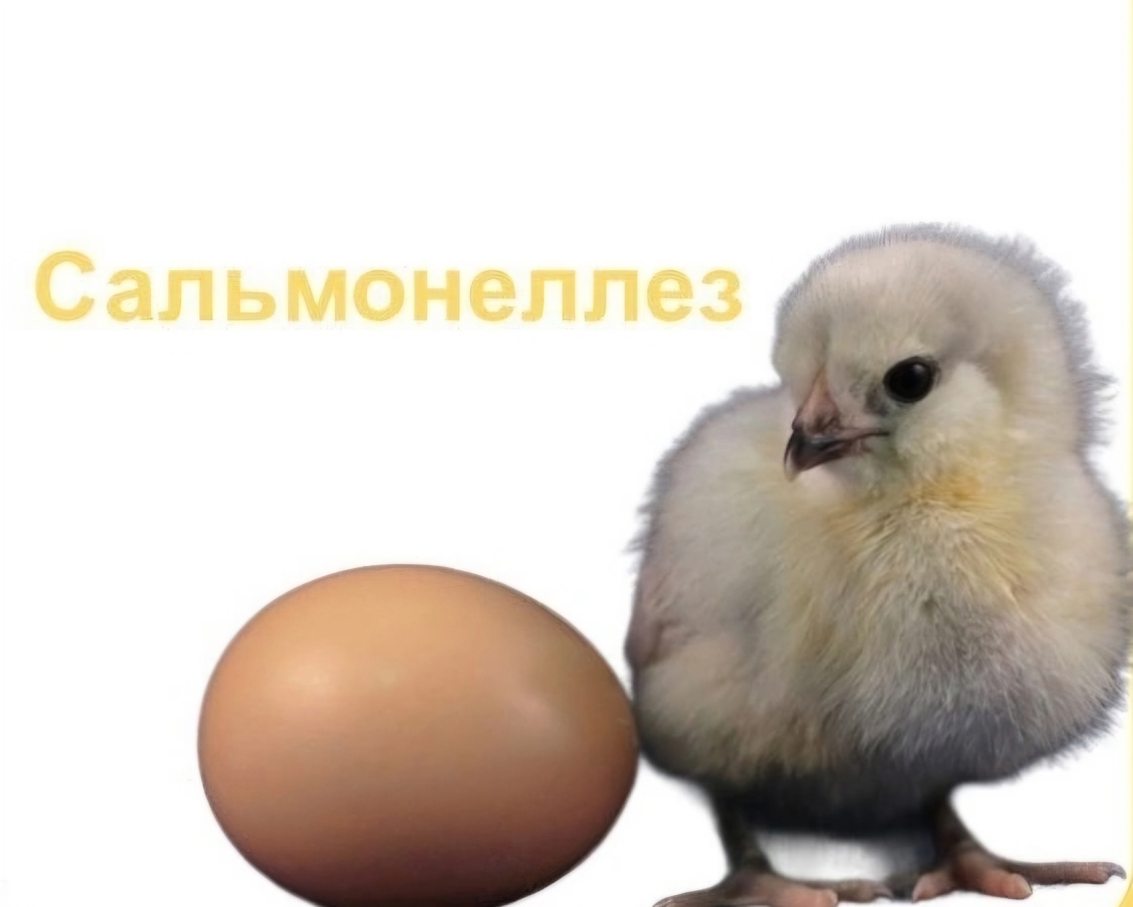 Сальмонеллез.