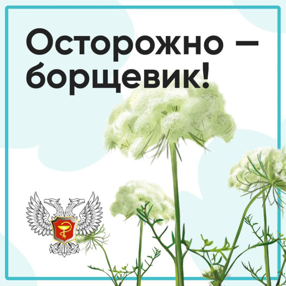 Осторожно - борщевик. Осторожно - борщевик.