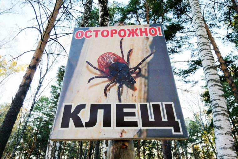 Клещевой вирусный энцефалит. Клещевой вирусный энцефалит.